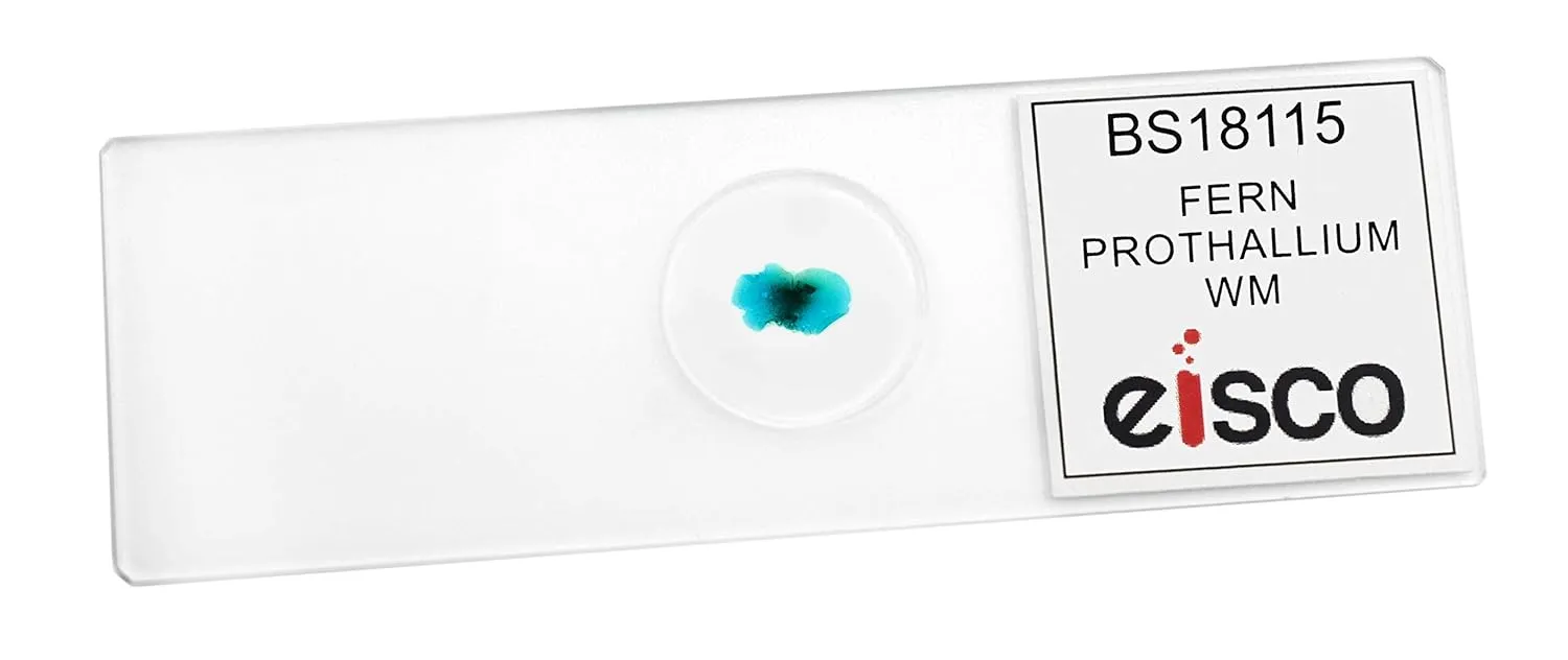 EISCO 10PK Fern Prothallium - Prepared Microscope Slides - Classroom Pack, 10 Slides in Storage Case - Biology & Microscopy